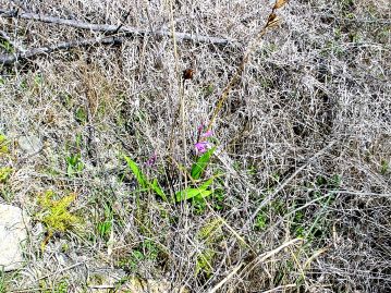 果実は秋に実り、直径1.5～2cmほど。先には花柱が宿存しており、中には最大3個の種子が入っている。