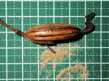 果実は長さ3～4cm、幅1～1.5cm程度の俵形の蒴果。 縦方向に裂開して内部には淡褐色の微細な種子がつまっている。