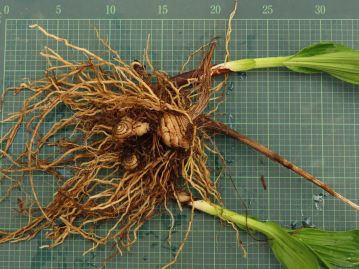 地下にはやや扁平で横じまのある球状の球茎（偽鱗茎とも）が連なっている。 球茎は「白及」という生薬で、漢名ともなっている。