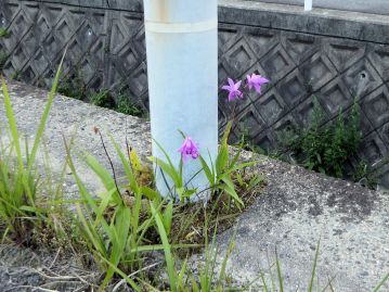 道路の間隙に生育する、栽培品の逸出と思われる個体。 植栽や逸出も多く、自生かどうかの判断や分布域の把握を難しくしている。