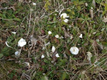 花びらがバラバラに散るので、「散りツバキ」だが、時に丸ごと落ちる花も見られる。