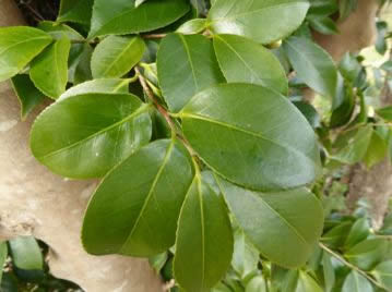 重井薬用植物園 園内花アルバム