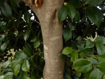 幹は灰褐色で滑らか。樹高は5mほど。根元から萌芽を盛んに出している。