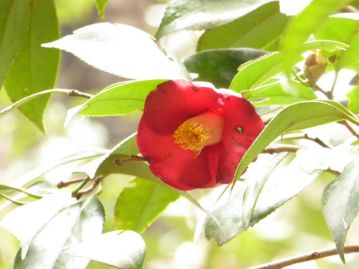 野生のヤブツバキの花。この花から、どのようにして、当園のチリツバキは生まれたのだろうか。