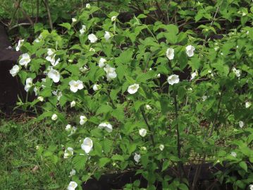 岡山県では石灰岩地の日当たりが良い林縁などにまれに生育。 幹はヤマブキのようにしなだれず、直立する。