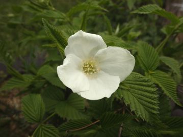 花は4～5月、枝先に直径3～４ｃｍほどの白色の4弁花を1花ずつ咲かせる。