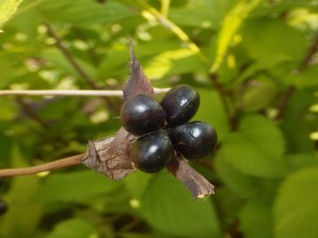 果実は痩果で、ふつう4つ着き、長さ7～8mm程度。 秋、光沢のある黒色に熟す。 萼片は果期にも残っている。