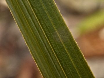 葉（裏面）。 葉脈はやや隆起している。 葉縁には微細な鋸歯があるが、ススキなどのように手を切るようなざらつき方ではない。