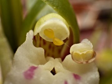 ずい柱の先の葯帽を外し、花粉塊を露出させた状態。 写真右よりの唇弁の上にあるのが外した葯帽。