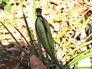 果実は冬に裂開するが、先端には萼片が宿存しており、この部分が離れて開くことはなく、裂開した隙間から種子を飛散させる。