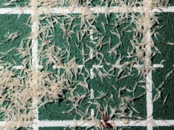 種子は非常に小さく長さ1.5～2mm、幅0.2～0.3mmほどの紡錘形で白色、果実内部に大量に詰まっている。