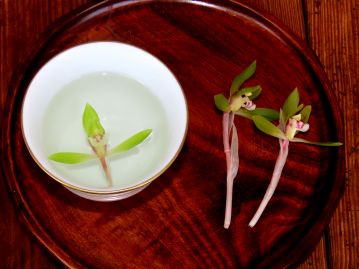 塩漬けにした花にお湯を注いで飲む「蘭茶」（写真は塩漬けでなく、生花を使用）。現在ではほとんど飲む機会はなくなっている。