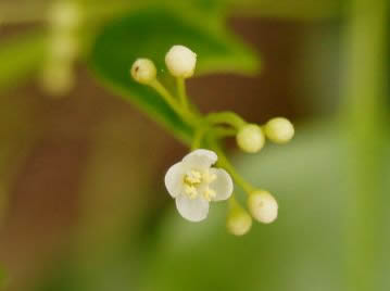 雄花は花序軸の先に散形状に3～8個つく。写真では見えないが、花の中央には退化した雌しべがある。