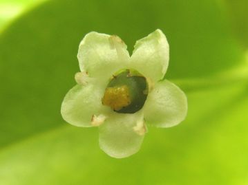 雌花は3～4cmの長い花柄の先に普通1花がつく。中央の雌しべの周囲の雄しべは退化して機能していない。