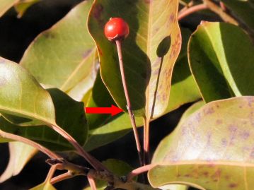 花柄は同じモチノキ属のクロガネモチなどに比べてかなり長い。花柄の途中には小さな苞葉がある（赤矢印）。