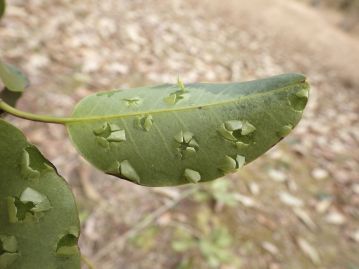 葉の表面を火であぶると、内部の水分が水蒸気となり、葉裏の皮が圧力で膨らみ、弾けてパチパチと音を立てる。