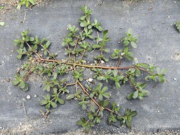 重井薬用植物園 園内花アルバム