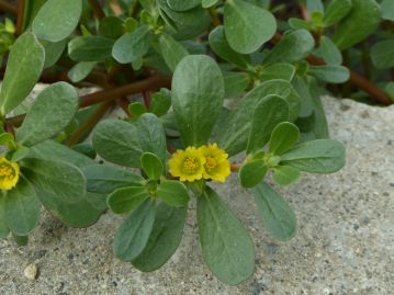 葉は緑色でへら状くさび型。花は夏、枝先に数個が咲くが、午前中のわずかな時間しか開花しない。