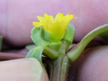 花は2枚の萼片に包まれており、開花直前まで花弁の黄色は見えない。開花後には萼片は再び閉じる。