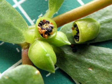 果実は横に裂ける蓋果。上部の蓋が脱落して内部から種子がこぼれ落ちる。