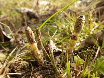 重井薬用植物園 おかやまの植物事典