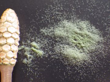 胞子茎の先端は胞子嚢（胞子の袋）をつけた穂になっている。緑色の胞子を散布した胞子茎は間もなく萎れる。