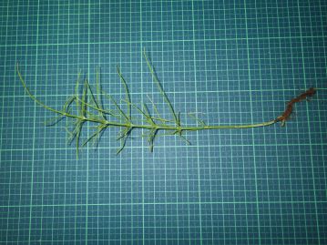 栄養茎は全体緑色、上部で輪生状に分枝する。一般的に「すぎな」という場合、この栄養茎のみを指すことが多い。