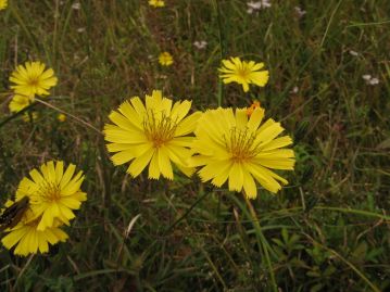 9～10月、直径3～3.5cmの花を咲かせる。ニガナやジシバリに似ているが、はるかに背が高く、花も大きい。