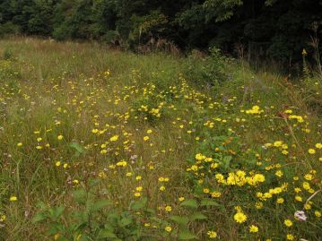 重井薬用植物園 おかやまの植物事典