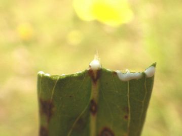 葉や茎を傷つけると、ジシバリやタンポポの仲間と同様に、白色の乳液が出てくる。