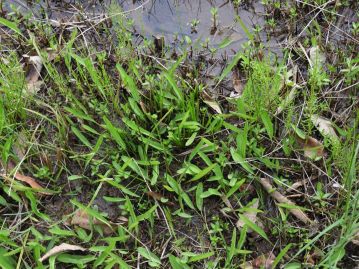 4月上旬頃に根出葉が芽生える。この芽生えの様子もしくは塊茎の様子からラン科植物を連想したのではないか。