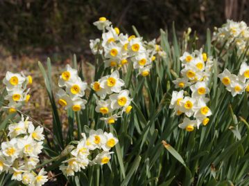 園芸植物として親しまれ、「二ホンスイセン」と呼ばれることもあるが、地中海沿岸が原産と考えられている。