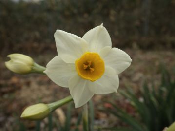 花は12～4月にかけて咲き、芳香がある。花の中央にある黄色の杯状の部分は「副花冠」と呼ばれる。