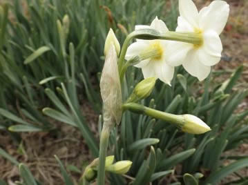 花は花茎の先に数個付き、花被片は6枚、基部は合着して筒状となる。花柄の基部には薄い膜状の苞がある。