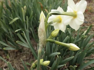 花は花茎の先に数個付き、花被片は6枚、基部は合着して筒状となる。花柄の基部には薄い膜状の苞がある。