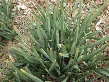 葉は長さ20～40cmで花茎とほぼ同長。先は鈍頭（丸い）で、全体、粉白色を帯びた緑色。