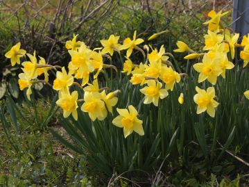 副花冠がラッパのような形をしているラッパスイセン。スイセンの仲間には様々な園芸種、園芸品種が存在する。