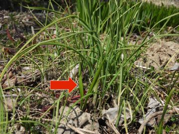 重井薬用植物園 おかやまの植物事典