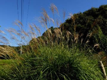 日本全国の山野のいたるところで見られる身近な植物。地下には太く短い根茎があり、大株となる。