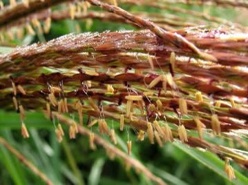 ススキの花。黄褐色の葯（雄しべ）から出る花粉は風で散布される。付け根の紫色のものが柱頭（雌しべ）。