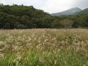 一面のススキ原。かつては人の生活と深く結び付いており、人里周辺には必ず存在した植生である。