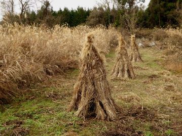 刈り取った本種の束で作られた「かやぐろ」。立てておくことで、腐ることなく、春まで保管できる。