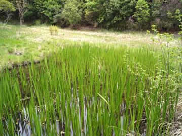 当園湿地エリアのショウブ池。泥中に長い根茎を伸ばして群生する。