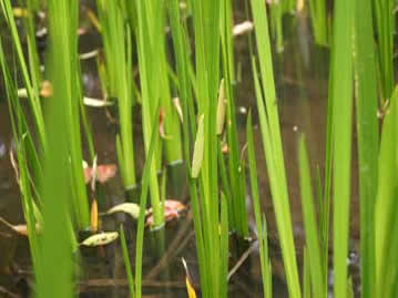 写真中央の棍棒状のものが花穂。やや低い位置に着くため、良く観察しないと花穂があることに気づかない。