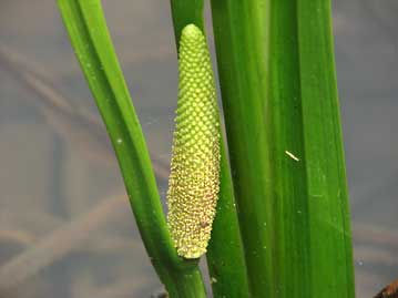 ショウブの花穂。小さな花が集まっており、下の方から咲いていく。