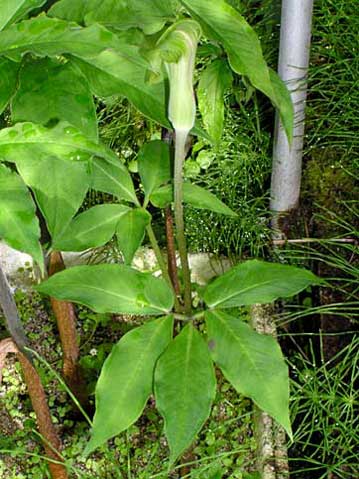タカハシテンナンショウ　仏炎苞が緑色の品種