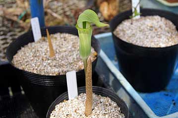 淡緑色の仏炎苞を持つ品種、モエギタカハシテンナンショウの開花初期。葉に先駆けて仏炎苞が伸長して開花する。