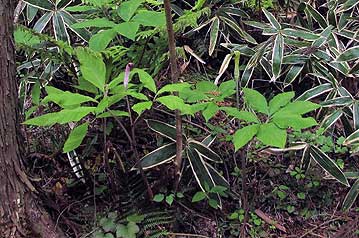 場所によっては紫色の仏炎苞を持つタカハシテンナンショウそのものと、モエギタカハシテンナンショウが混生することもある。