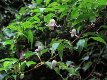 落葉性のつる植物。「高嶺」という名を持つが、実際には比較的標高の低い山地に生育する。