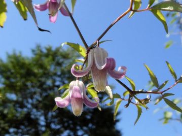 花弁は持たず、4枚のがく片が反り返って咲く。この仲間としては最も花期が遅く、秋に開花する。